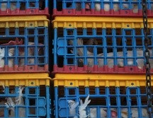 Se exhorta a no bajar la guardia, estableciendo las medidas mínimas de bioseguridad en las unidades de producción avícola. EL INFORMADOR/ARCHIVO