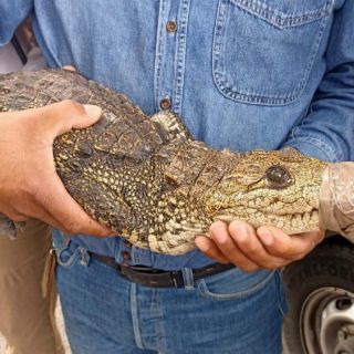 ¡Increíble! Atrapan cocodrilo en peligro de extinción en Oblatos
