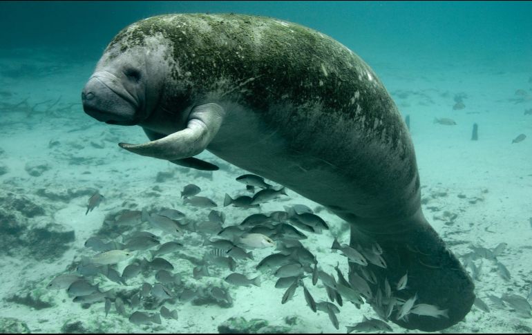 Fotografía cedida por el Servicio de Pesca y Vida Silvestre de Estados Unidosdonde se muestra a un manatí mientras descansa en los manantiales de Three Sisters. EFE/USFWS