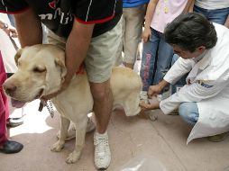 Todas las campañas de salud animal se implementan de forma gratuita. NTX/ARCHIVO