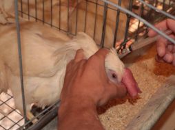 La vacunación de aves comenzará en Jalisco, Sonora y Nuevo León. ESPECIAL