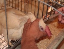 La vacunación de aves comenzará en Jalisco, Sonora y Nuevo León. ESPECIAL