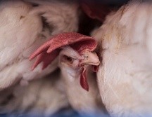 Exhortan a las y los productores avícolas a seguir con la aplicación rigurosa de las medidas de bioseguridad y reportar cualquier sospecha de influenza. EL INFORMADOR / ARCHIVO