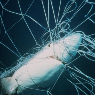 En cumbre, decidirán si ratifica una "histórica" protección a tiburones