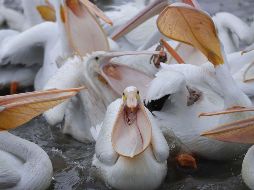 La Senada activó los Comités de Sanidad Avícola en todas las regiones de la costa de Perú con el objetivo de seguir las medidas sanitarias de vigilancia epidemiológica. SUN/ ARCHIVO