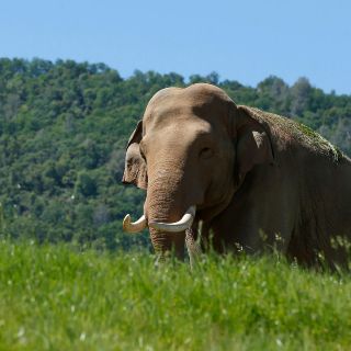 Estados Unidos: Muere en el zoo de Miami el elefante asiático más viejo del país
