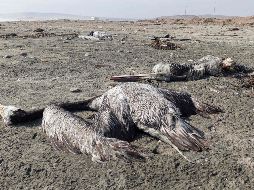 Autoridades sanitarias confirmaron tres casos de influenza aviar H5N1 muy contagiosa en pelícanos. AFP/C. Mandujano