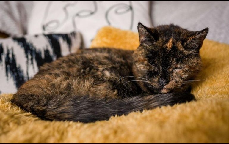 “Flossie” es invidente y sorda, pero a pesar de esas condiciones, la felina tiene una buena calidad de vida. Especial.