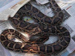 El abuelo y el padre del niño rápidamente intervinieron ante el ataque de la boa. EL INFORMADOR/ARCHIVO