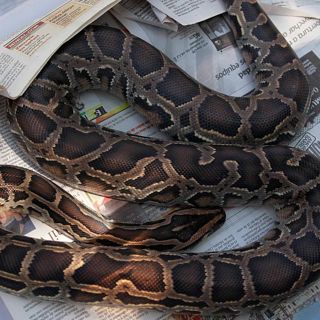 ¡Increíble! Niño sobrevive a una pitón que lo mordió y lo arrastró a una piscina