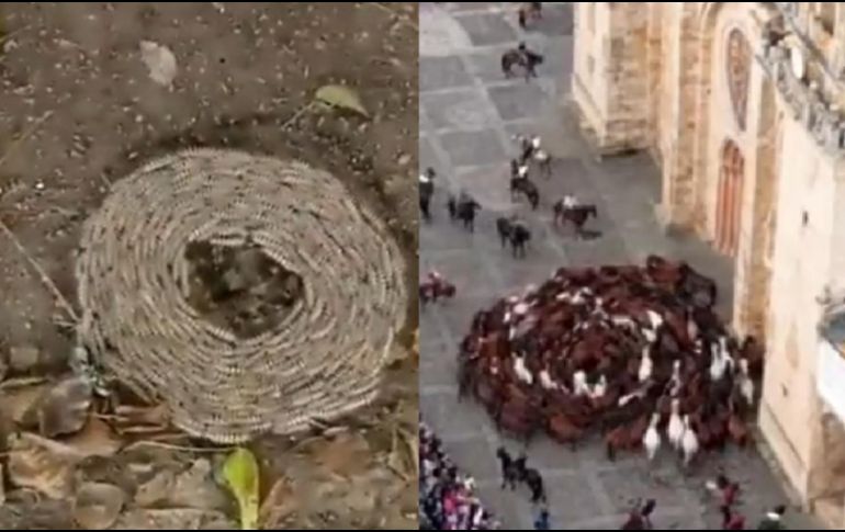 El extraño comportamiento de estos animales no ha podido ser explicado a ciencia cierta por ninguna autoridad, lo cual ha encendido las alertas en diferentes partes del mundo en los que se han presenciado estos casos. ESPECIAL/