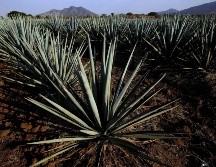 Hasta la fecha se han producido más de 300 mil litros de tequila con esta certificación y se tienen cuatro productores autorizados AFP/ARCHIVO