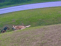 El video es una grabación de una cámara de seguridad y se hizo viral en redes sociales. ESPECIAL
