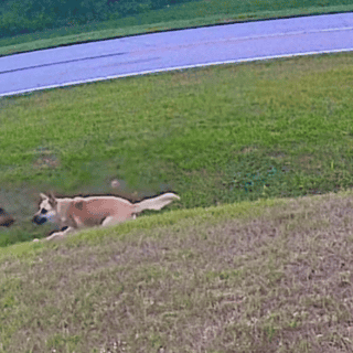 Perro salva a un niño del ataque de otro can (VIDEO)