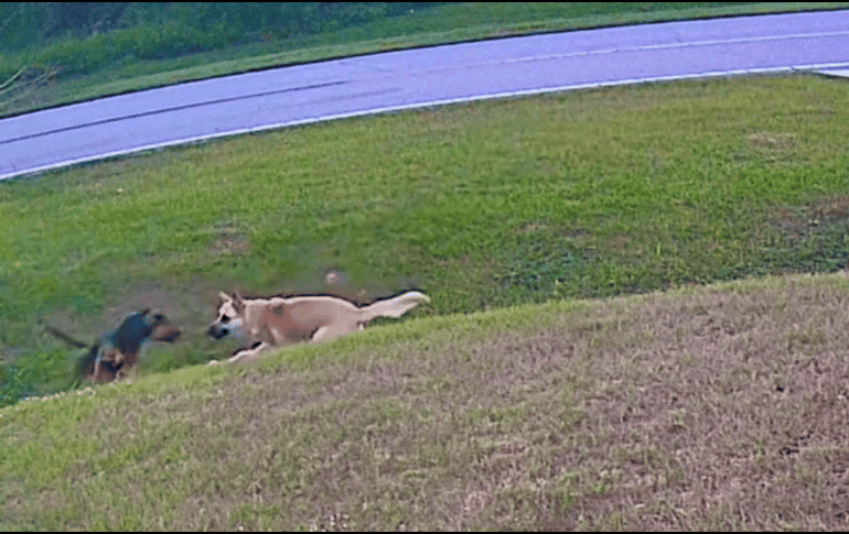 El video es una grabación de una cámara de seguridad y se hizo viral en redes sociales. ESPECIAL