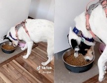 Los videos de animales son los favoritos de las redes sociales. ESPECIAL