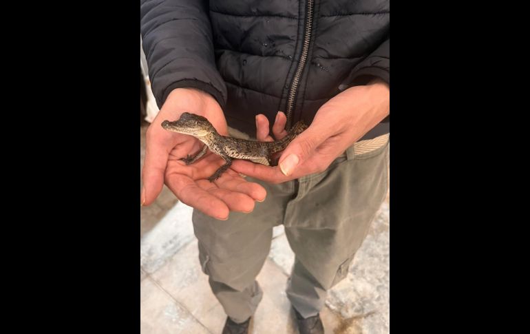 Rescatan medio centenar de animales en El Baratillo