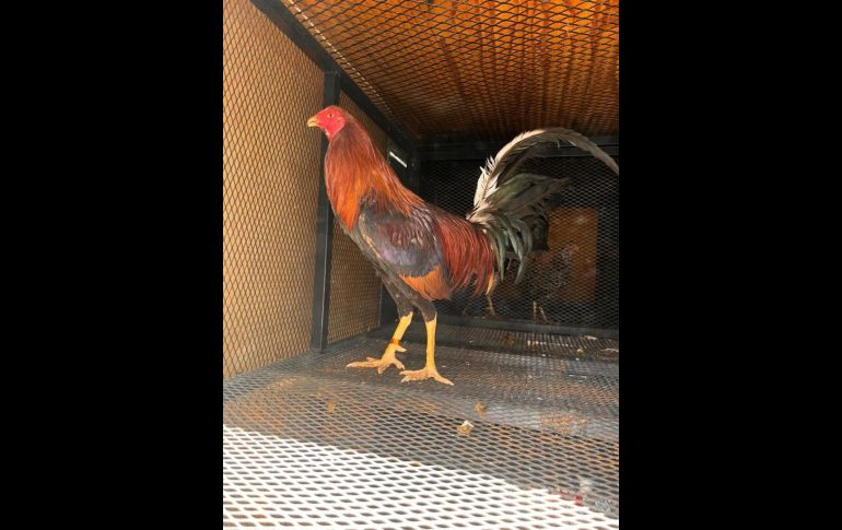 Rescatan medio centenar de animales en El Baratillo