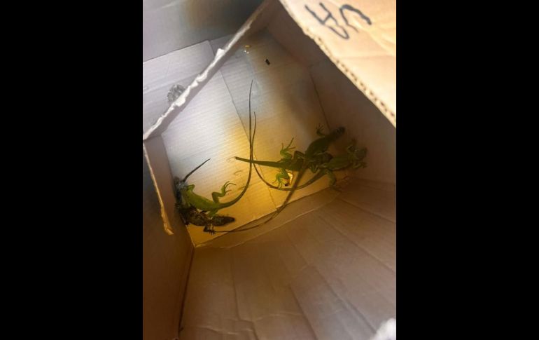 Rescatan medio centenar de animales en El Baratillo