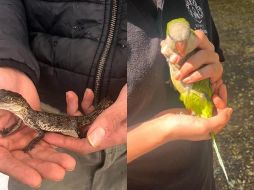 Entre los animales asegurados en El Baratillo están un cocodrilo, pericos, iguanas y gallos. ESPECIAL