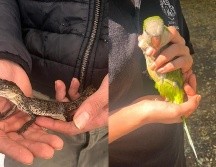 Entre los animales asegurados en El Baratillo están un cocodrilo, pericos, iguanas y gallos. ESPECIAL