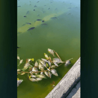 Calderón denuncia muerte masiva de peces en Chapultepec (VIDEO)