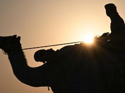 Desde que comenzó el Mundial, los animales realizan de 15 a 20 recorridos sin descanso; algunos son de 10 minutos, otros de 20 a 30.  AFP / ARCHIVO