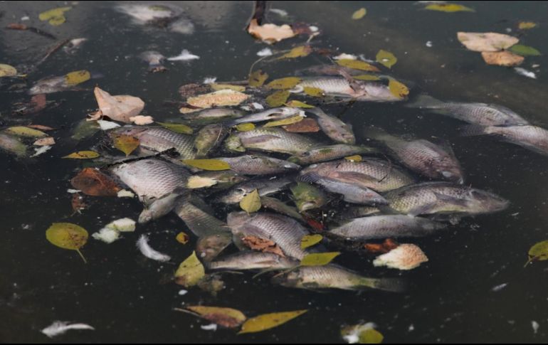Se reporta una vez más, muerte masiva de peces en el Lago de Chapultepec y se realiza recuento de la historia de los lagos. TWITTER/@El_Universal_Mx