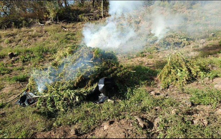 En el lugar, las autoridades castrenses destruyeron por medio de incineración el plantío. ESPECIAL/FGR