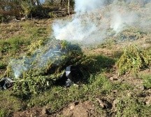En el lugar, las autoridades castrenses destruyeron por medio de incineración el plantío. ESPECIAL/FGR