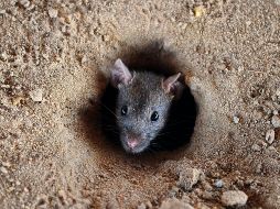 La ciudad de Nueva York busca deshacerse de una vez y por todas de la plaga de roedores que azota la ciudad desde hace años, para ello ofrece un empleo específicamente creado para abordar el problema. AFP/ARCHIVO