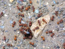 Luego de comprobar la composición molecular del líquido producido por las hormigas pupu, las investigadoras identificaron 185 proteínas y más de 100 metabolitos. EL INFORMADOR/ARCHIVO