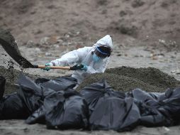 Personal del Servicio Nacional de Sanidad Agraria de Perú recoge pelícanos muertos, posiblemente infectados con gripe aviar H5N1, en la playa San Pedro al sur de Lima. EFE/P. Aguilar