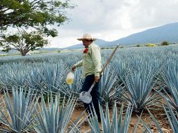 El CRT refuerza los programas y estrategias de sustentabilidad para proteger la cadena productiva. Y apuesta a la reforestación de los bosques. EL INFORMADOR/ Archivo