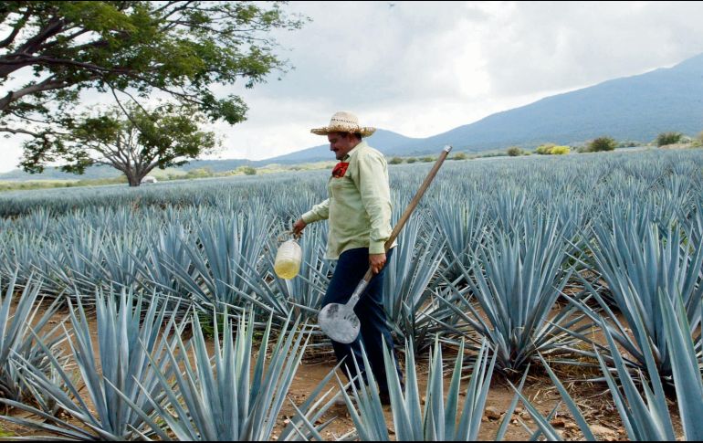 El CRT refuerza los programas y estrategias de sustentabilidad para proteger la cadena productiva. Y apuesta a la reforestación de los bosques. EL INFORMADOR/ Archivo