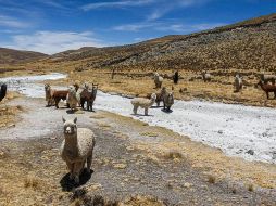 Para las pequeñas comunidades andinas de origen quechua y aimara, la sequía se traduce en pérdidas en la agricultura y ganadería. AFP/J. Cisneros