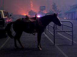 La organización informó que la venta de la carne de caballo para consumo humano es preocupante. EFE/ARCHIVO