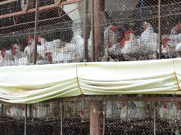 Hasta el momento, se han visto afectadas por la gripe aviar poco más de 1.6 millones de aves en unidades de producción avícola de Nuevo León, Sonora, Jalisco y Yucatán. EL INFORMADOR/ARCHIVO