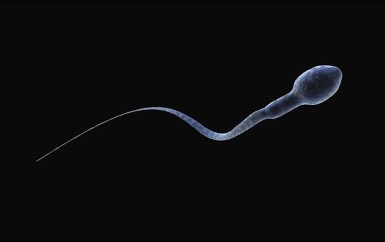 La cuenta de espermatozoides cayó 51% en cinco décadas, según los estudios. GETTY IMAGES