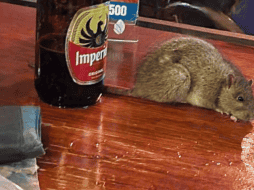 El incidente tuvo lugar en un bar en San Pedro, Costa Rica. TWITTER / @Marioriv3