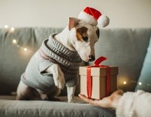 ¿La época navideña asusta a tu perro? Así puedes ayudarlo. ISTOCK/svetikd