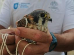 Rescatan búho, halcón y cachorritos en El Baratillo
