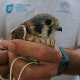 Policía de Guadalajara: Rescatan búho, halcón y cachorritos en El Baratillo