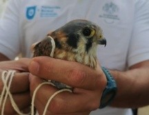 Rescatan búho, halcón y cachorritos en El Baratillo