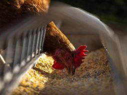 La epidemia de gripe aviar en Europa que comenzó en octubre del año pasado prevalece hasta hoy día, con más de 50 millones de aves sacrificadas el país está trabajando en un proyecto de vacunación aviar oportuna. Pixabay