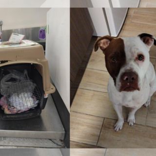 ¿Y mi perrita? Usuaria denuncia que Viva Aerobus olvidó subir a su mascota al avión