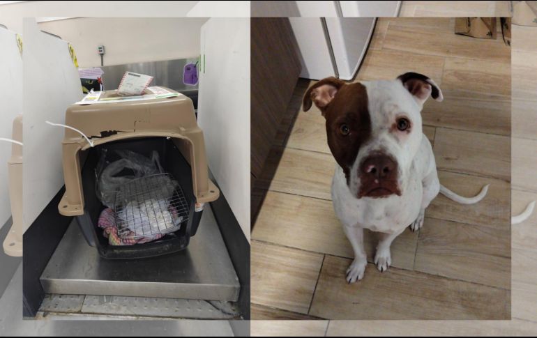 La usuario de Twitter compartió mediante un hilo la traumática experiencia de notar que su perrita no viajo en el mismo avión que ella. TWITTER/@Sanrmzmarg