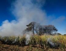 Se presume que el 30.24% de los incendios son por actividades ilícitas. Twitter/@SemadetJal