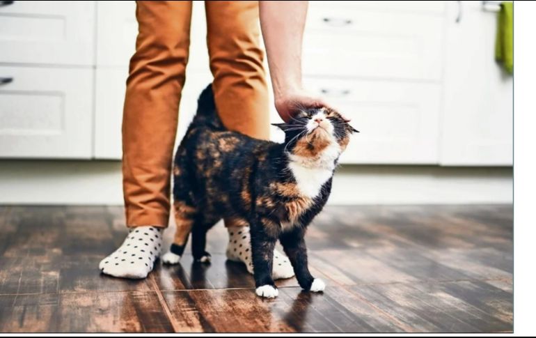 Es el primer caso de rabia transmitida por un gato. SUN