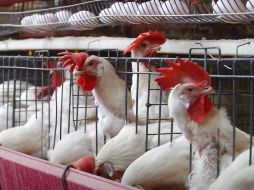 Advierten que el riesgo sigue latente y que las medidas preventivas deben continuar. Se exhortó a los productores a no bajar la guardia. CORTESÍA